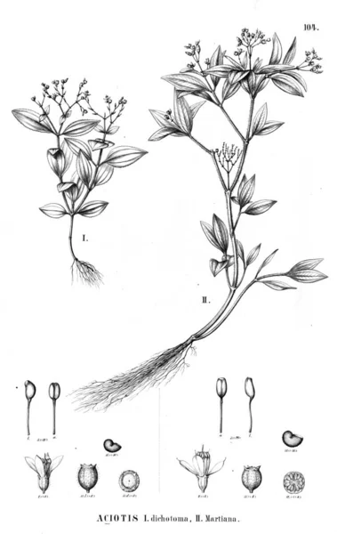 Illustration Plante Vieille Illustration — Photo