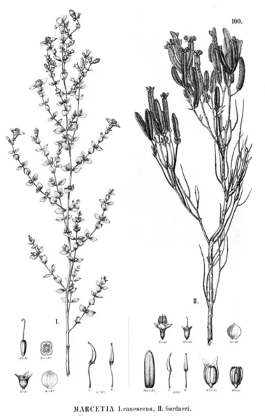 Bitki çizimi. Eski illüstrasyon