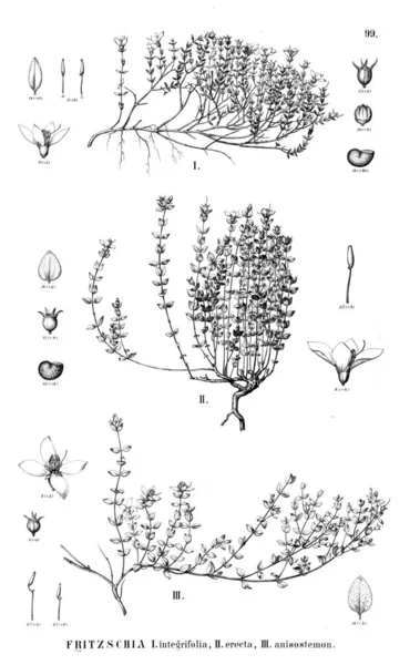 Ábra Növény Régi Illusztráció — Stock Fotó