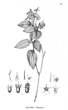 Bitki çizimi. Eski illüstrasyon