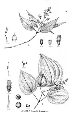 Bitki çizimi. Eski illüstrasyon