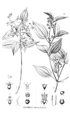 Bitki çizimi. Eski illüstrasyon