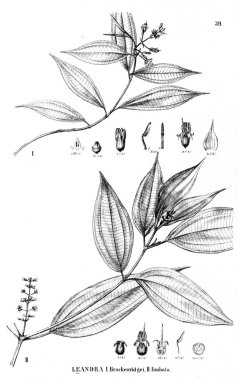 Bitki çizimi. Eski illüstrasyon