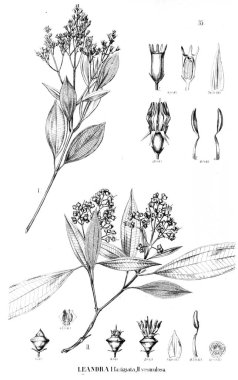 Bitki çizimi. Eski illüstrasyon