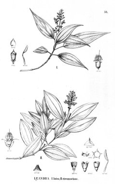 Bitki çizimi. Eski illüstrasyon