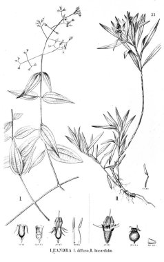 Bitki çizimi. Eski illüstrasyon