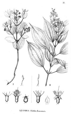 Bitki çizimi. Eski illüstrasyon