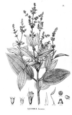 Bitki çizimi. Eski illüstrasyon