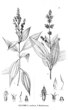 Bitki çizimi. Eski illüstrasyon