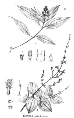 Bitki çizimi. Eski illüstrasyon