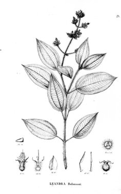 Bitki çizimi. Eski illüstrasyon