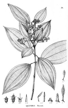 Bitki çizimi. Eski illüstrasyon