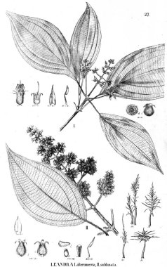 Bitki çizimi. Eski illüstrasyon