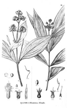 Bitki çizimi. Eski illüstrasyon