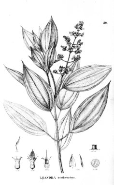 Bitki çizimi. Eski illüstrasyon