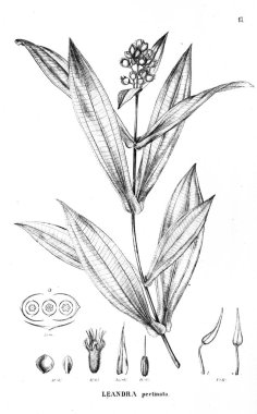 Bitki çizimi. Eski illüstrasyon