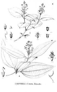 Bitki çizimi. Eski illüstrasyon