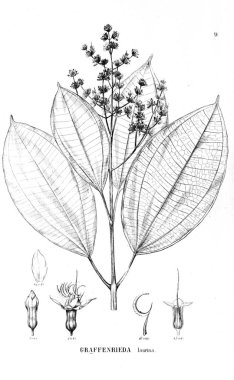 Bitki çizimi. Eski illüstrasyon