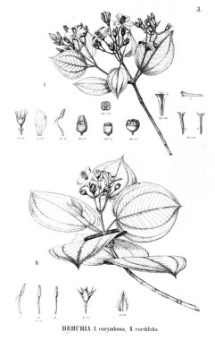 Bitki çizimi. Eski illüstrasyon