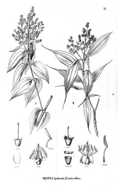 Bitki çizimi. Eski illüstrasyon