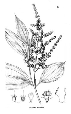 Bitki çizimi. Eski illüstrasyon