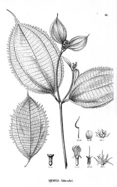 Bitki çizimi. Eski illüstrasyon