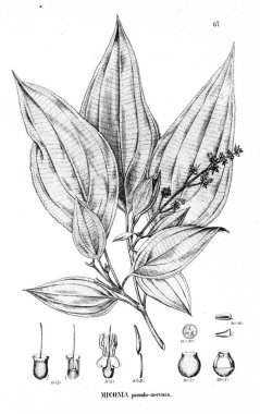 Bitki çizimi. Eski illüstrasyon