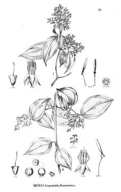 Bitki çizimi. Eski illüstrasyon