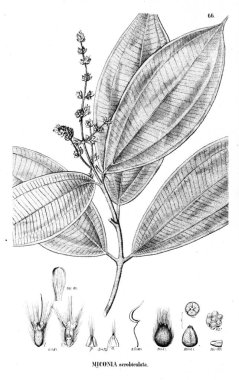 Bitki çizimi. Eski illüstrasyon