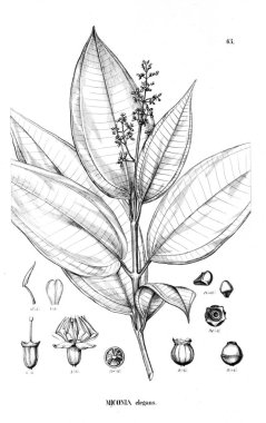 Bitki çizimi. Eski illüstrasyon