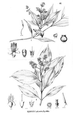 Bitki çizimi. Eski illüstrasyon