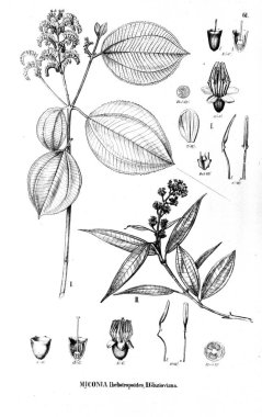 Bitki çizimi. Eski illüstrasyon