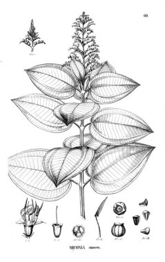 Bitki çizimi. Eski illüstrasyon