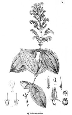 Bitki çizimi. Eski illüstrasyon