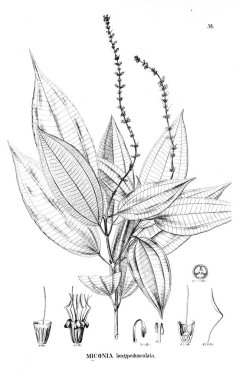 Bitki çizimi. Eski illüstrasyon