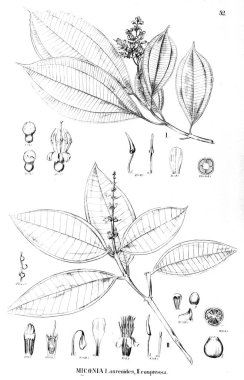 Bitki çizimi. Eski illüstrasyon