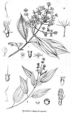 Bitki çizimi. Eski illüstrasyon