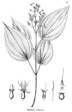 Bitki çizimi. Eski illüstrasyon