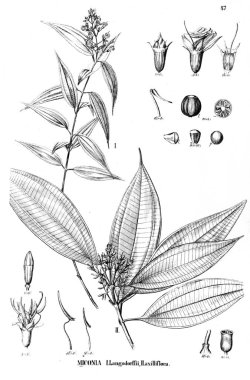 Bitki çizimi. Eski illüstrasyon