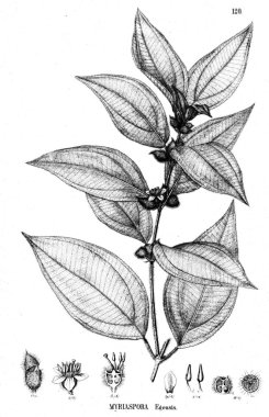 Bitki çizimi. Eski illüstrasyon