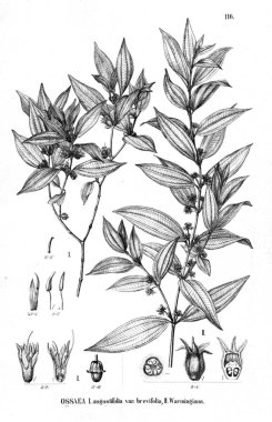 Bitki çizimi. Eski illüstrasyon