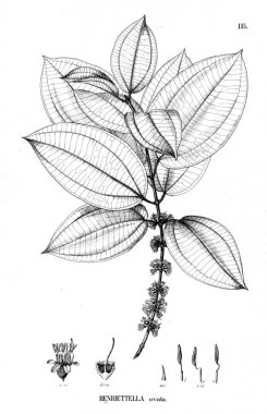 Bitki çizimi. Eski illüstrasyon