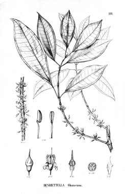 Bitki çizimi. Eski illüstrasyon