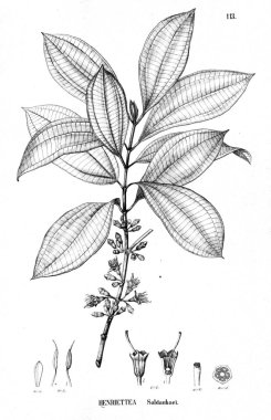 Bitki çizimi. Eski illüstrasyon