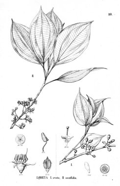 Bitki çizimi. Eski illüstrasyon