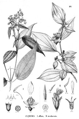 Bitki çizimi. Eski illüstrasyon