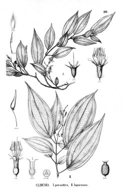 Bitki çizimi. Eski illüstrasyon