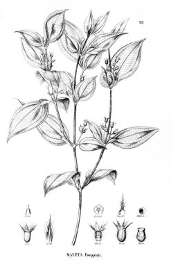 Bitki çizimi. Eski illüstrasyon