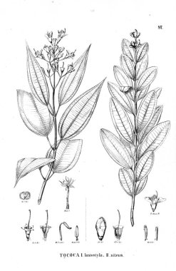 Bitki çizimi. Eski illüstrasyon