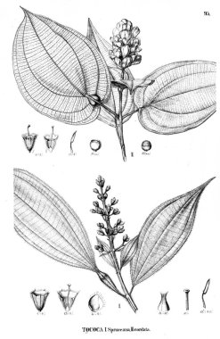 Bitki çizimi. Eski illüstrasyon